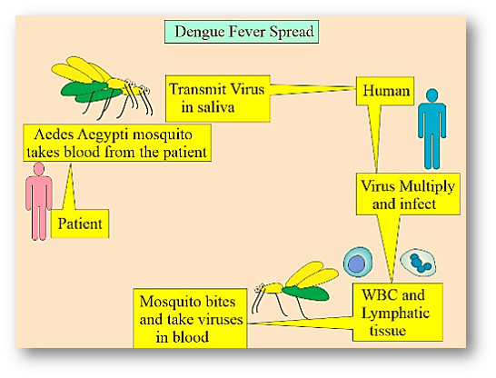 DENGUE